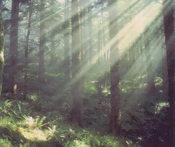 Eco Friendly Wood Image
